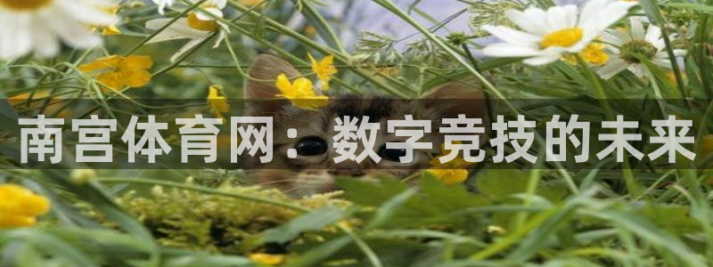彩神4官网：南宫体育网：数字竞技的未来